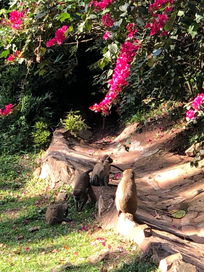Island Wildlife & Trails
